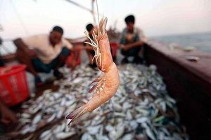 صید بالغ بر هزار و 800 تن میگو از آب های هرمزگان