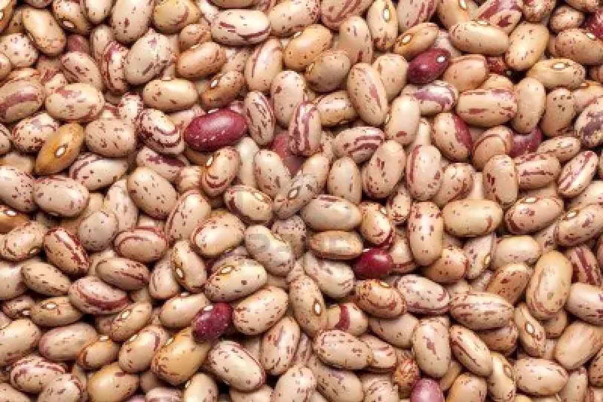 اصفهان- لوبیای قاچاق