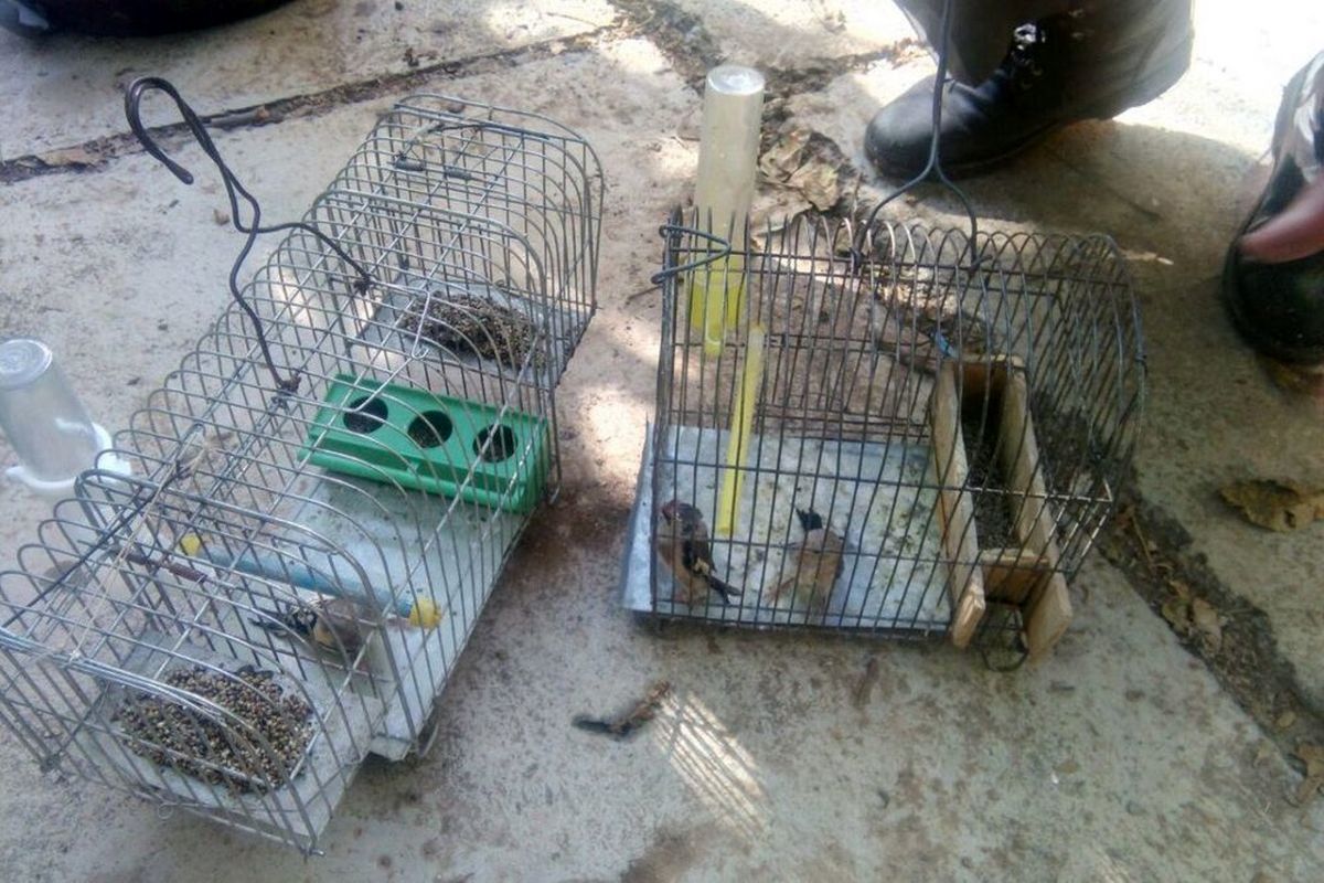 فروشنده پرنده دستگیر شد