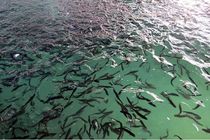 پرورش آزمایشی ماهی فیتوفاک در سد سیمره با موفقیت به پایان رسید