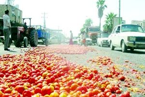 عدم وجود تشکل های صنفی قوی مهمترین مشکل بخش کشاورزی هرمزگان است