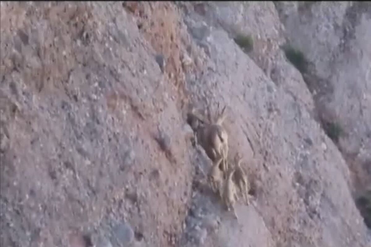 بز
