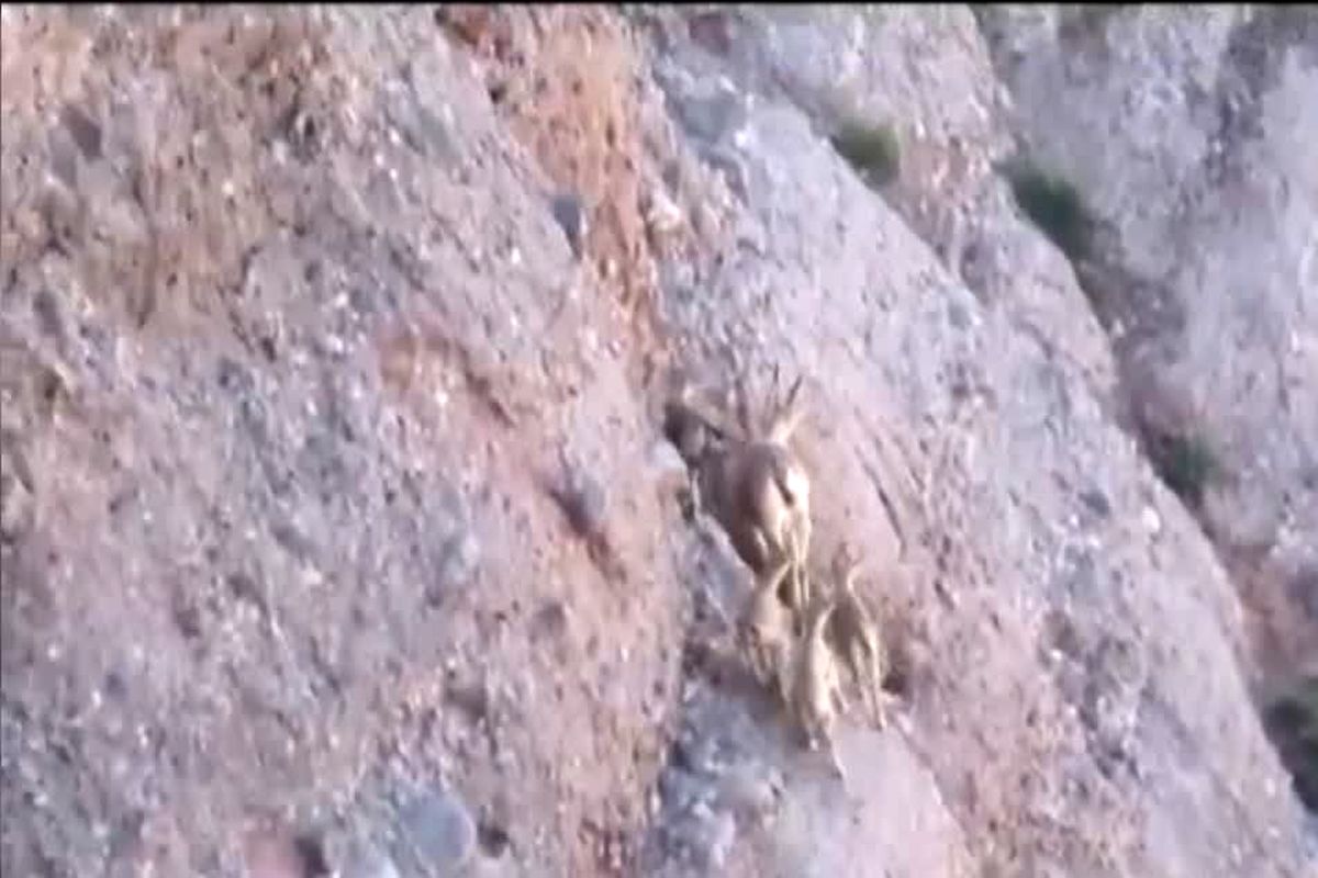 بز