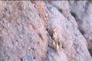 چهارقلو زایی بز وحشی در منطقه حفاظت شده سبزکوه چهارمحال‌وبختیاری