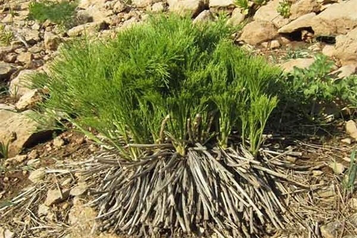 گیاه دارویی