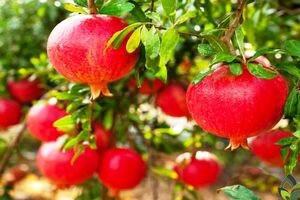 پیش‌بینی تولید و برداشت ۷۰ هزار تن محصول انار در خراسان رضوی 