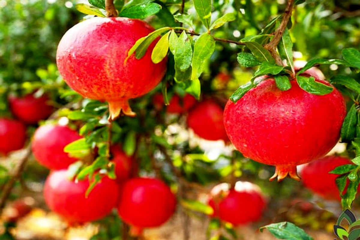 انار در خراسان رضوی