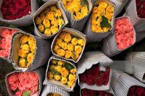 صادرات ۱.۶ میلیون شاخه گل رز شیراز به بازارهای منطقه در سال ۱۴۰۴
