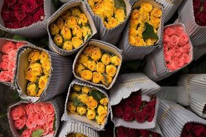 صادرات ۱.۶ میلیون شاخه گل رز شیراز به بازارهای منطقه در سال ۱۴۰۴