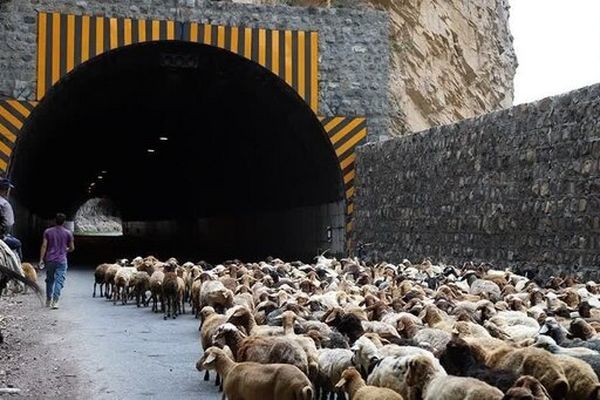 محور کندوان ۲۱ و ۲۲ مهر برای عبور احشام بسته شد