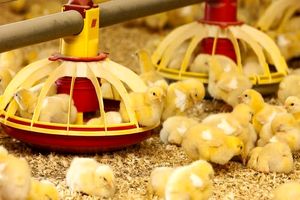 جوجه‌ریزی در مرغداری‌های کشور ۴۰ درصد افزایش داشته است