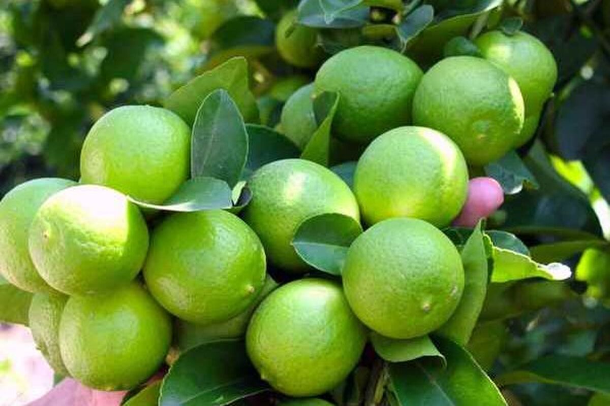 لیموترش