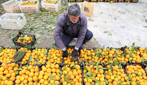 فعالیت 56 واحد سورتینگ مرکبات در ساری
