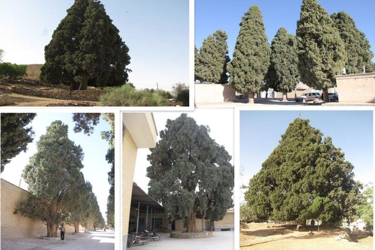 سرو