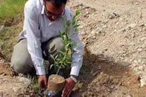 مشارکت مردم در احیای اراضی بیابانی/کاشت نهال توسط مردم جاسک