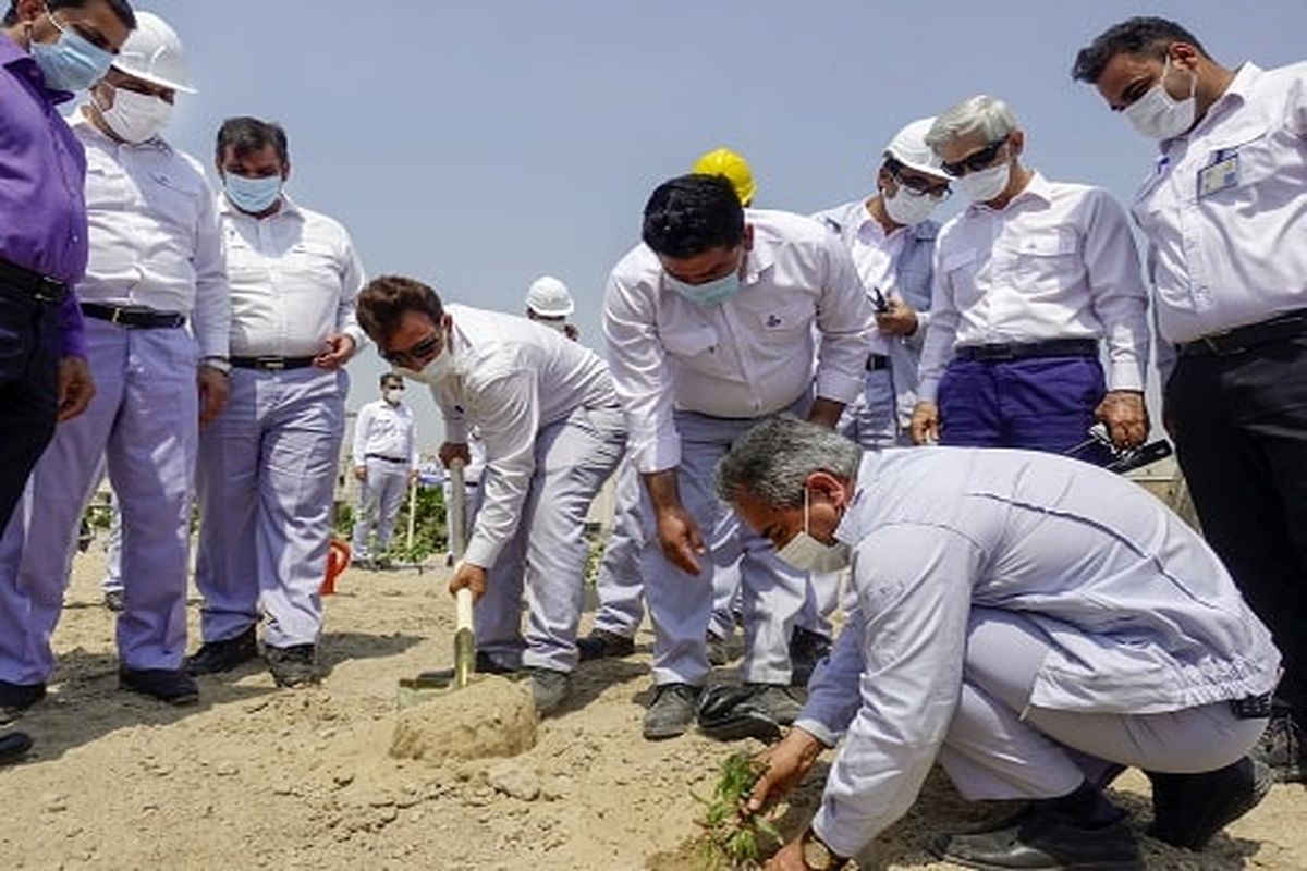 درختکاری در شرکت نفت ستاره خلیج فارس