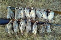 دو متخلف شکار پرندگان وحشی در پارک ملی کلاه قاضی اصفهان دستگیر شدند