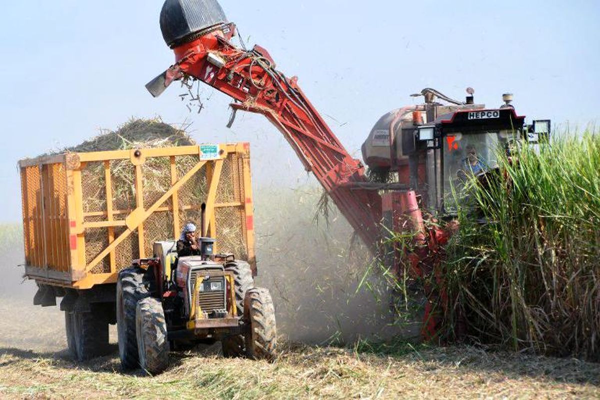 برداشت نیشکر