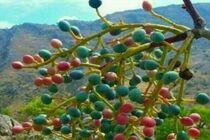 آغاز برداشت بنه از ارتفاعات شهرستان بستک