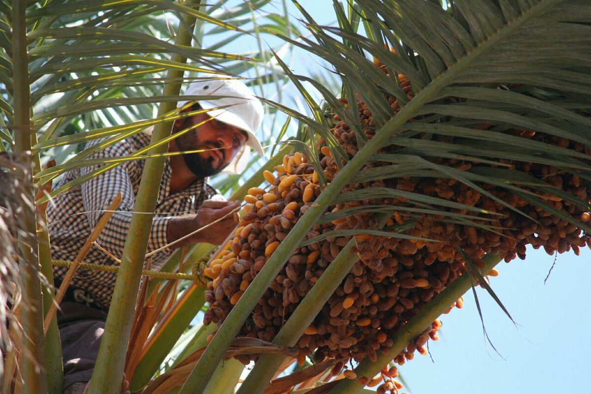 برداشت خرما