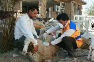 پرداخت خسارت 600 هزار تومانی و 3 میلیون تومانی برای دام‌های سبک و سنگین مناطق زلزله زده