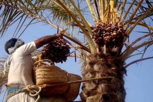 برداشت خرما از نخلستان های قصرشیرین شروع می شود