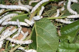 توزیع ۱۵ هزار جعبه تخم نوغان در خراسان رضوی 