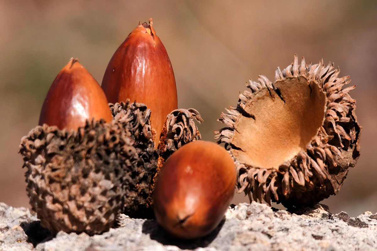 جشنواره بلوط