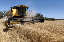 مازندران در بین ۷ استان برتر افزایش خرید گندم در کشور