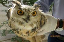 تحویل یک پرنده شاه بوف به اداره حفاظت محیط زیست مبارکه