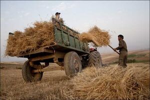 ۱۱۹ هزار تن جو در سطح کرمانشاه جمع‌آوری شده است