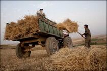 ۱۱۹ هزار تن جو در سطح کرمانشاه جمع‌آوری شده است