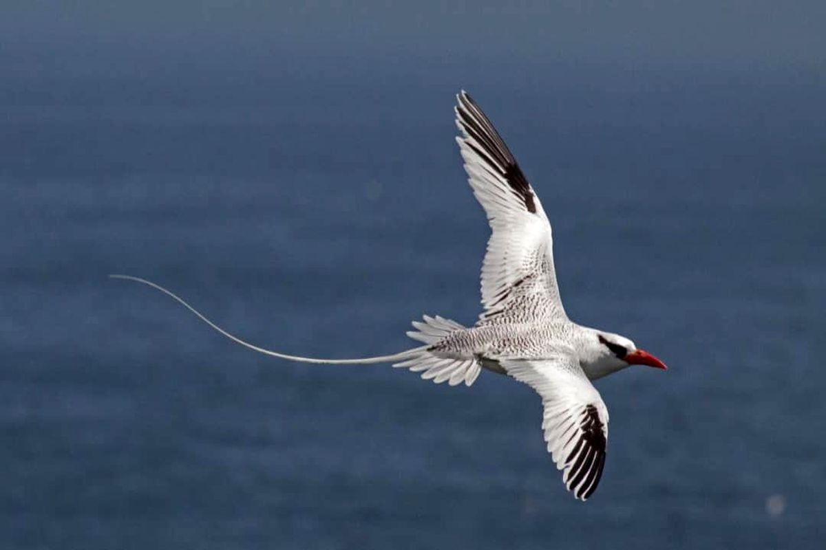 نوک سرخ دریایی