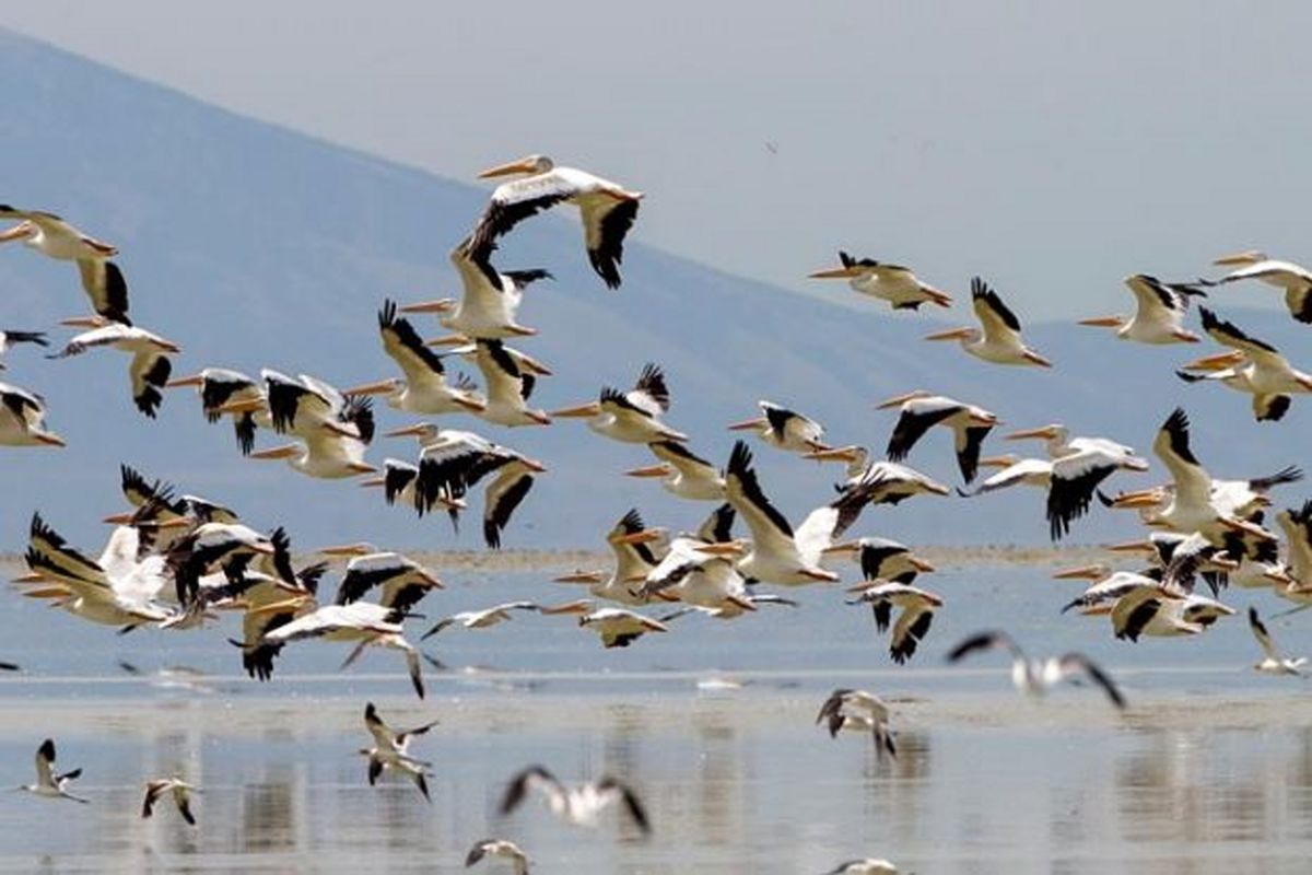 آنفلوانزای پرندگان