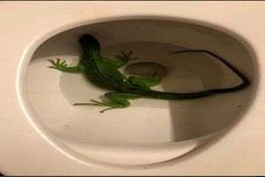 راهیابی ایگوانا در منزلی در جنوب‌شرقی ایالات متحدهٔ آمریکا!