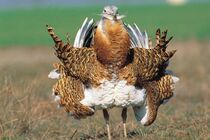 انقراض گونه میش‌مرغ/ ۱۰ گونه‌ جانوری همدان در معرض خطر انقراض 