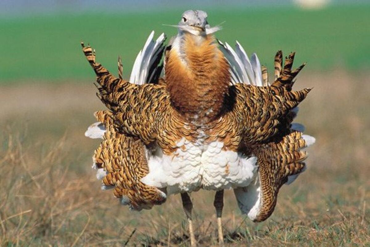 میش مرغ