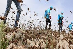 انجام مبارزه با آفت ملخ در پنج هزار و ۷۰۰ هکتار از اراضی خراسان رضوی