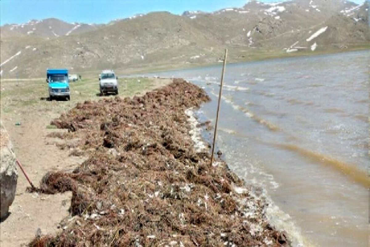 پاکسازی تالاب نئور