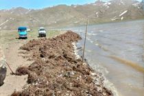 تالاب نئور از ضایعات گیاهان و ماهیان تلف شده پاکسازی می شود