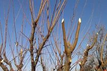 امیدوارم این بچه افغان اختلاس گر نشود 