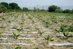 کشت متراکم  موز با روش آبیاری نوار تیپ  در شهرستان زرآباد 