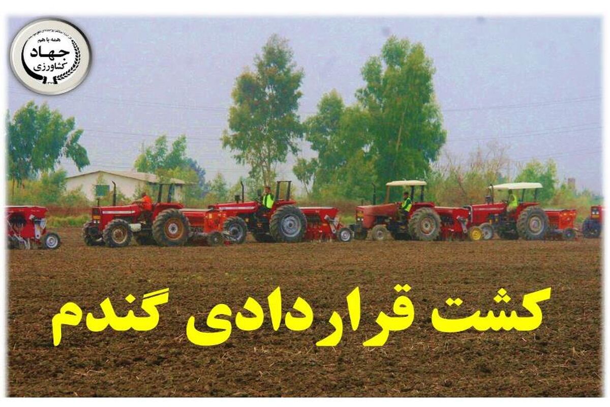 کشت قراردادی گندم