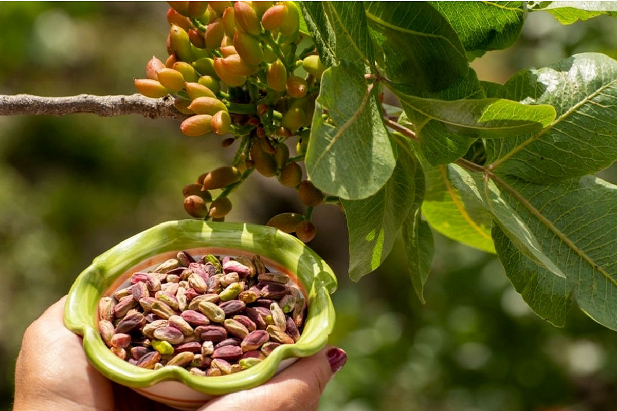 باغ‌های پسته خوشاب