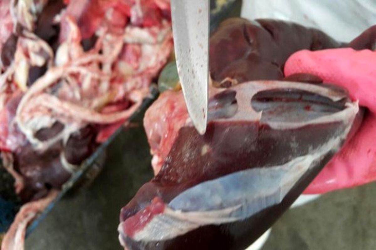 کشف 2 تن فرآورده خام دامی ناسالم در شهرک مسکن شهر کرمانشاه