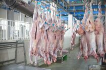 افزایش ۴۰ درصدی نذورات قربانی در فارس