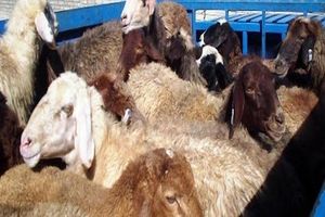 احشام قاچاق در ملکشاهی کشف شد