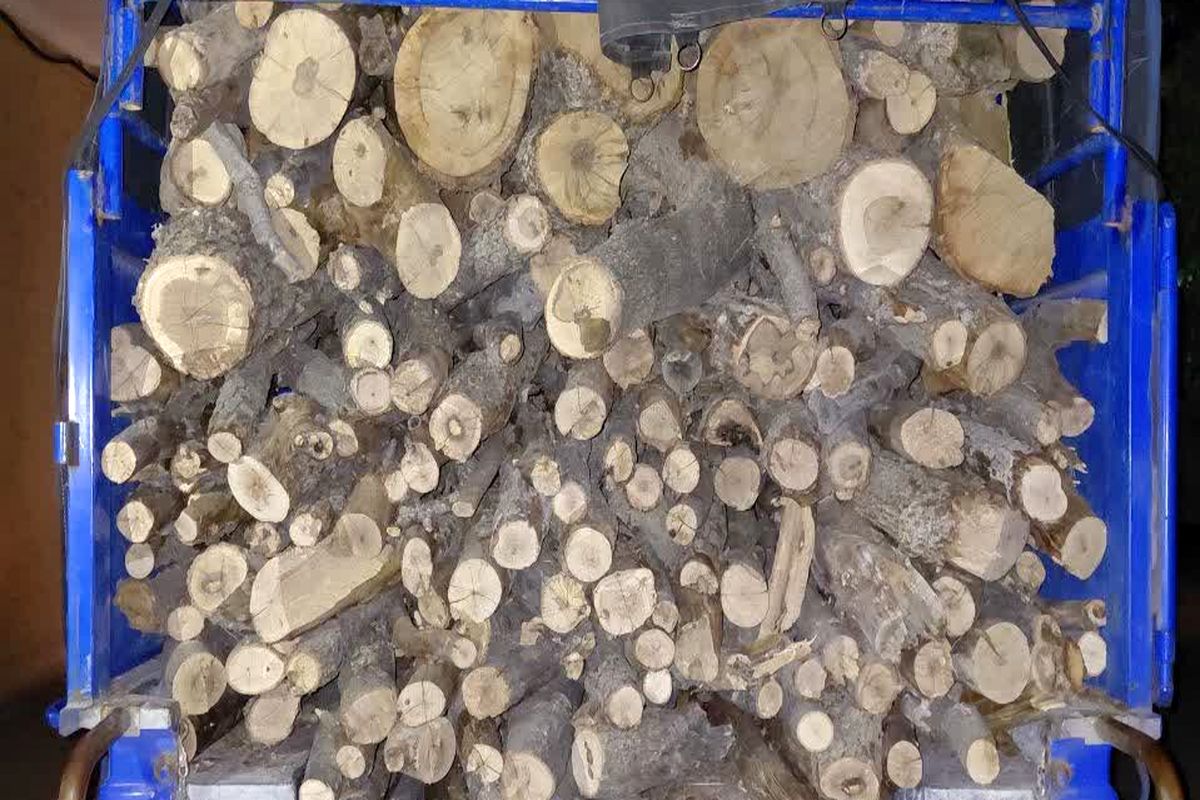 قاچاق چوب بلوط 