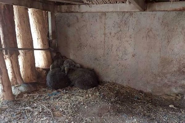 توله‌خرس قهوه‌ای در پردیسان مفقود شد/ عملیات جست‌وجو ادامه دارد