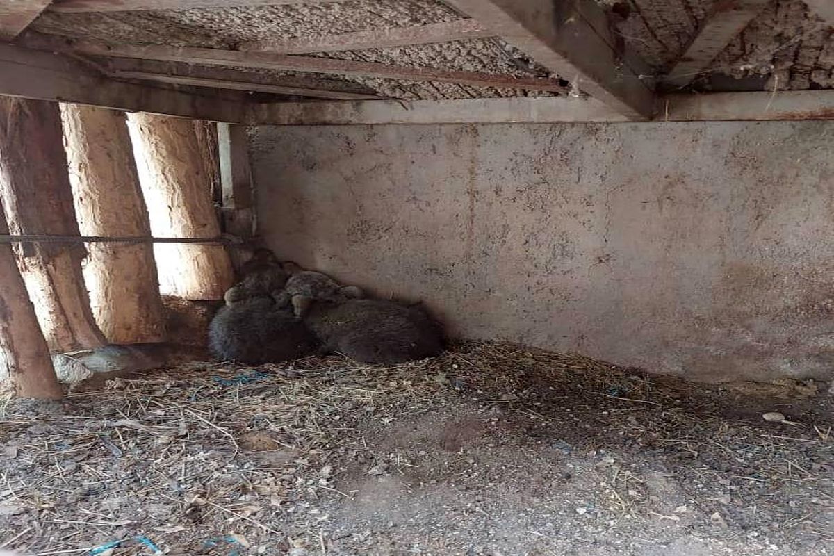 توله خرس قهوه ای